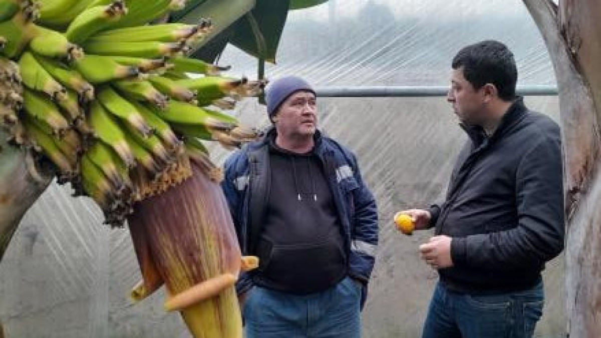 Бананы, цитрусы, авокадо: Узбекистан меняет направление сельского хозяйства