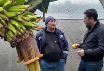 Бананы, цитрусы, авокадо: Узбекистан меняет направление сельского хозяйства