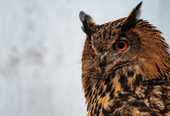 Редкую сову с травмированным крылом спасли в Туркестанской области