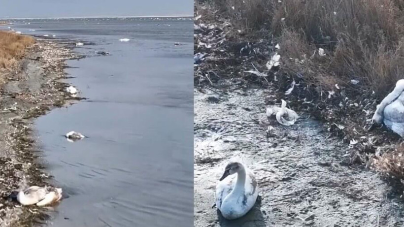  Видеодан кадр 