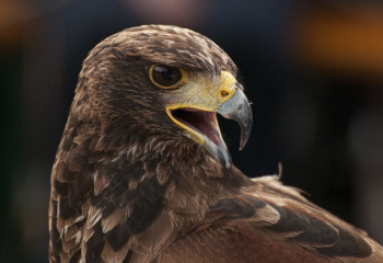 Мастерству беркутчи будут обучать в Восточном Казахстане
