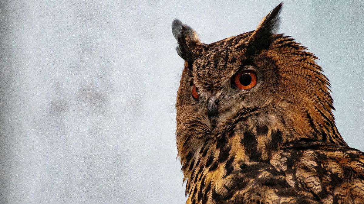  © Pexels.com 