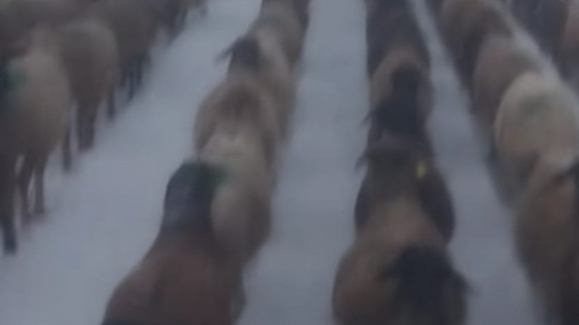  Кадр из видео 