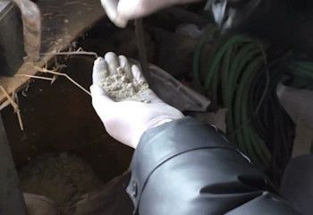 Таразда қарасора өсіретін фитозертхана анықталды