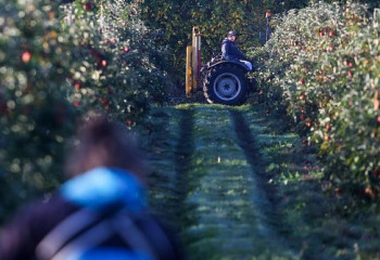 Фермы в Британии начали нанимать рабочих из Средней Азии