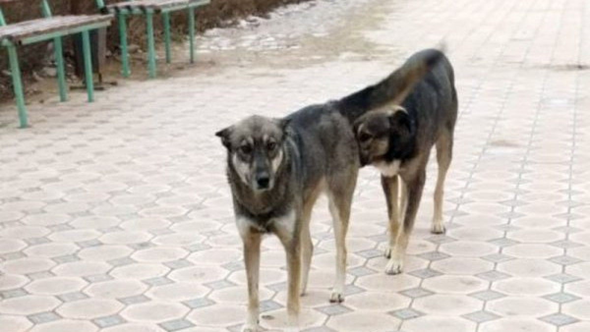Собак без бирок опасаются жители Актау