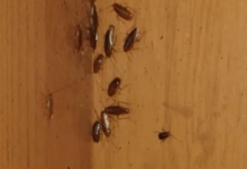 Оралда қырықаяқтың уынан тұрғындар зардап шекті