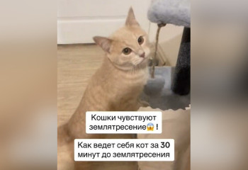 Кот-предвестник землетрясения в Алматы предупредил хозяйку за полчаса до происшествия
