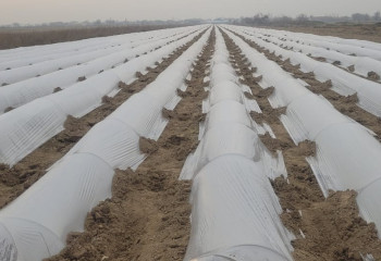 Түркістандық шаруалар қырыққабат егуді бастап кетті