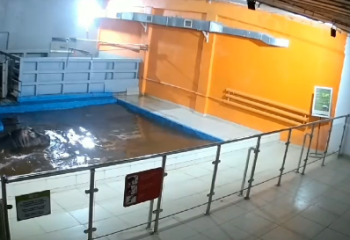 Опубликовано видео с реакцией животных алматинского зоопарка во время землетрясения