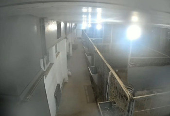 Алматы зообағындағы жануарлардың жер сілкінісі кезіндегі видеосы жарияланды