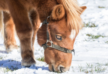 Жителям ВКО нечем кормить скот из-за мороза и снега