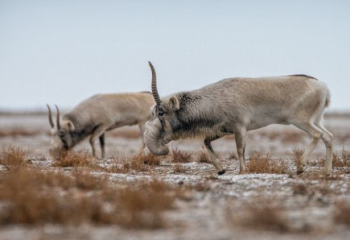 Атырау облысында 38 киік өлексесі табылды