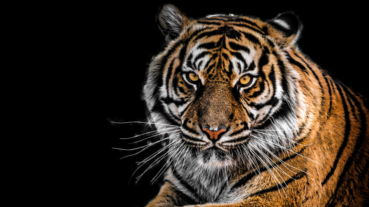 В России убили и расчленили краснокнижного амурского тигра