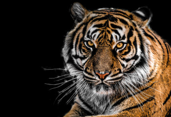 В России убили и расчленили краснокнижного амурского тигра