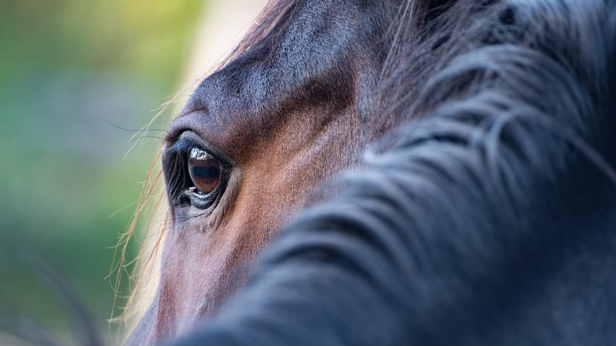  © Pixabay.com 