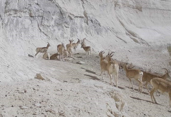 «Қызылсай» табиғи паркінде  арқар мен қарақұйрық саны 18 пайызға артты