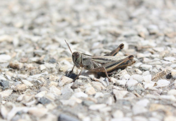 Шегірткемен күреске 4 млрд теңгеге жуық қаражат бөлінді