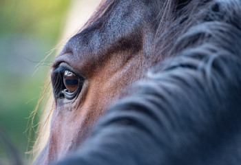 Алматы облысында қаскөй бір адамның сарайынан төрт рет мал ұрлаған