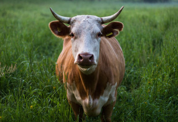 Мужчина четыре раза украл скот у одного и того же человека в Алматинской области