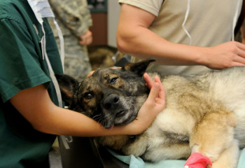 Kazakh government allocates 3.8 bln tenge to strengthen veterinary service