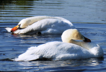 Алматыда Ботаникалық баққа билеттер қымбаттады