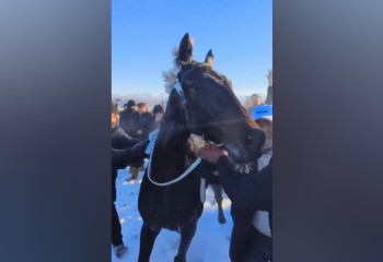 Казахская диаспора Китая с почестями похоронила ни разу не проигравшего скакуна