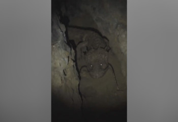 Пещерная виверна напугала соцсети всего мира