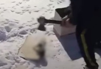 Мужчина разрубил щенят топором