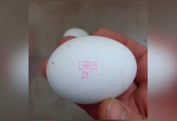 Подделки из пластика и геля под куриное яйцо испугали казахстанцев