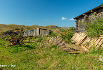 СҚО-да ауылға бір топ қабан кіріп кетті