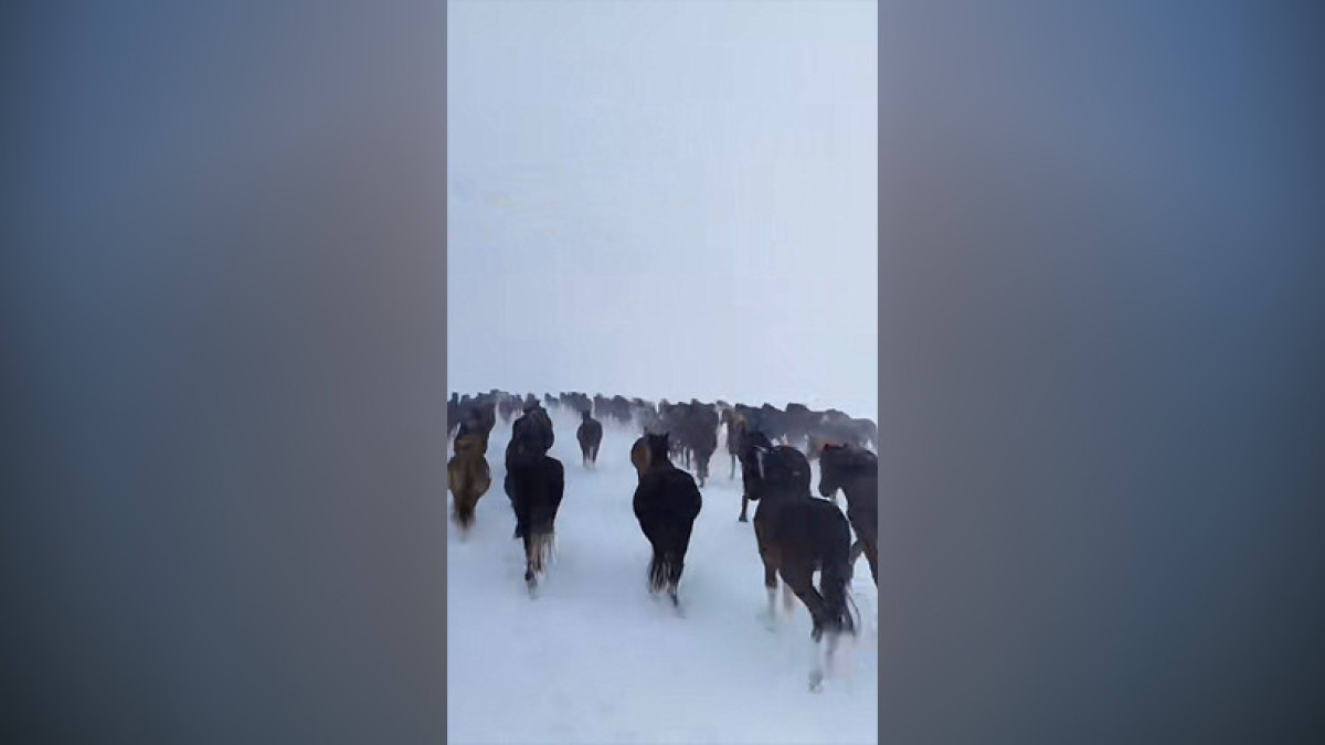 "Движимость" на "1000 лошадиных сил" - молодой пастух из Казахстана похвастался богатством, которое ему доверил отец
