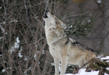 Түркістан облысының халқы қасқырдан зардап шегіп отыр