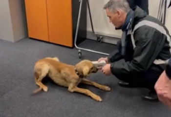 Макрон Тоқаев сыйлаған тазы күшіктеріне ерекше есім берген