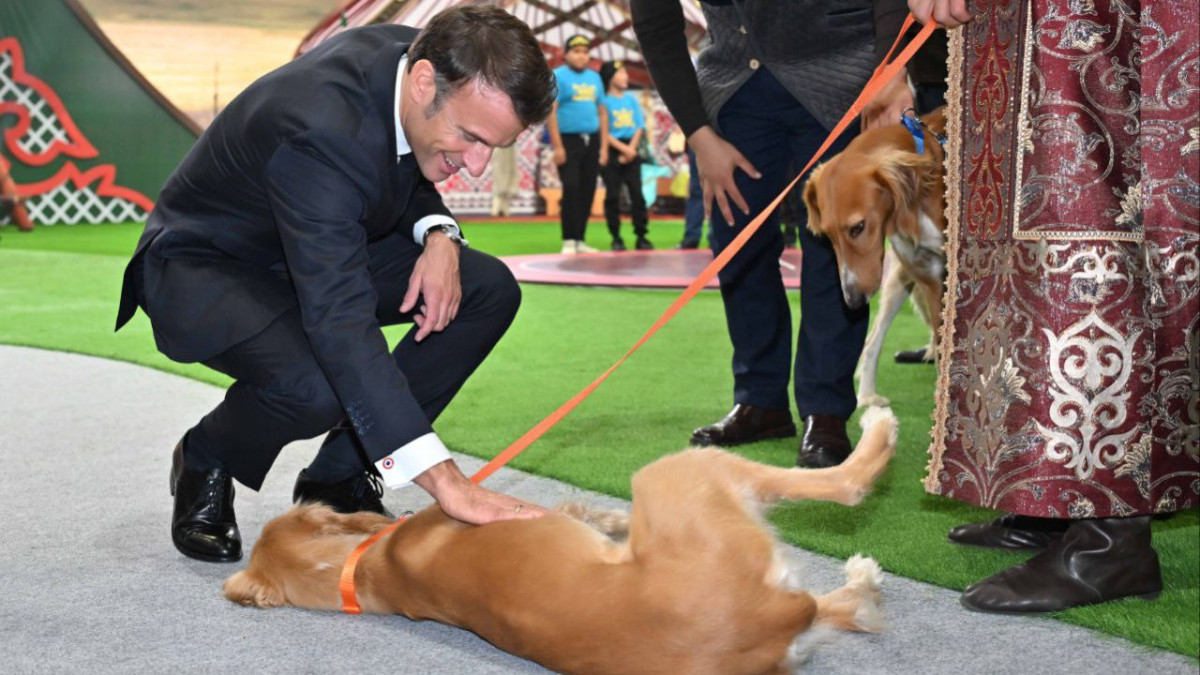 Подарок Токаева: президент Франции назвал щенков породы тазы Жюль и Жанна