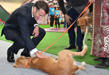 Подарок Токаева: президент Франции назвал щенков породы тазы Жюль и Жанна