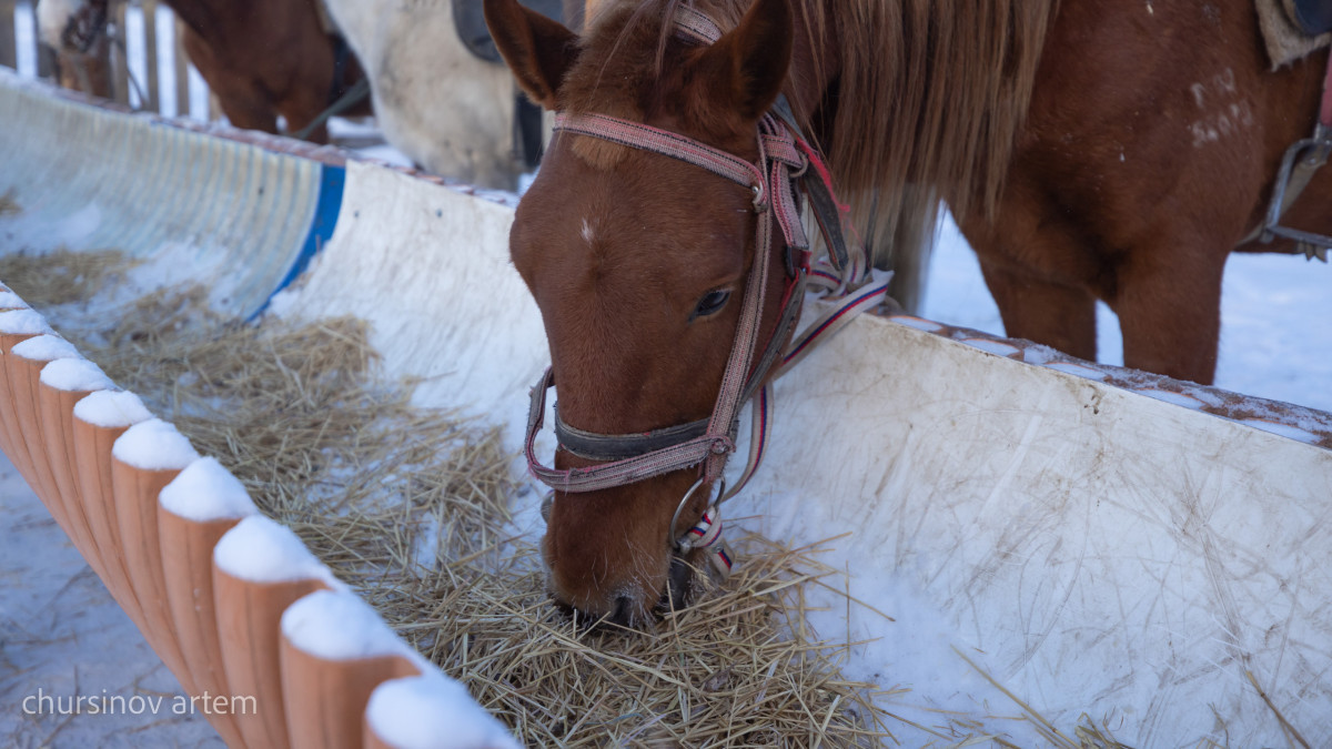 По факту болезни лошадей в Карагандинской области ведутся исследования