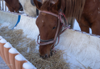По факту болезни лошадей в Карагандинской области ведутся исследования