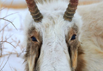 Қазақстанда киіктерді ату тоқтатылды - министр