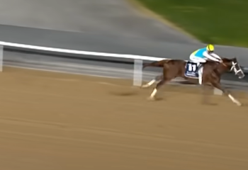 Казахского скакуна Кабирхана оценивают в 20 млн долларов