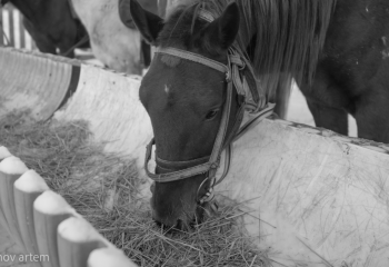 Ақмола облысында жылқылар аштан өліп жатыр