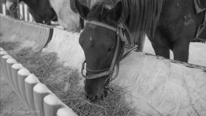  ©El.kz/Артем ЧУРСИНОВ 