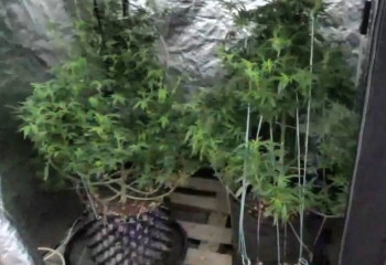 Полиция қызметкерлері Алматы облысындағы есірткі зертханасын жойды