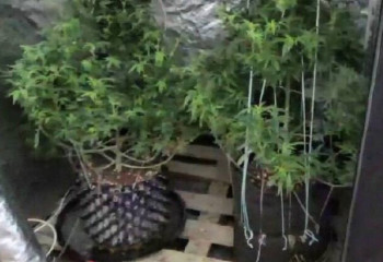 Марихуану в пластиковых горшках выращивал житель Алматинской области