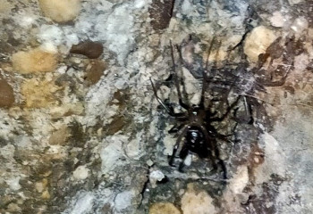 Ақтауда тұрғын үйдің жертөлесінен қарақұрттың ұясы табылды