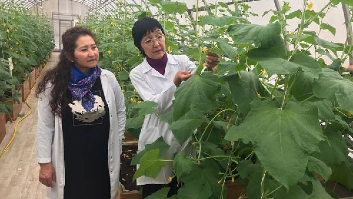 Ученая из Актобе получила патент на выращивание огурцов отечественной селекции