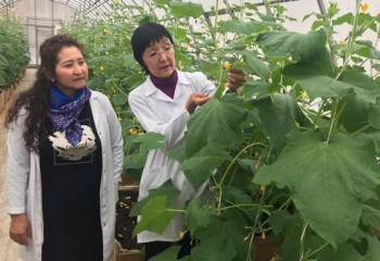 Ученая из Актобе получила патент на выращивание огурцов отечественной селекции