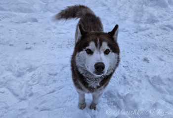 Эвтаназия для бездомных животных появится в Казахстане