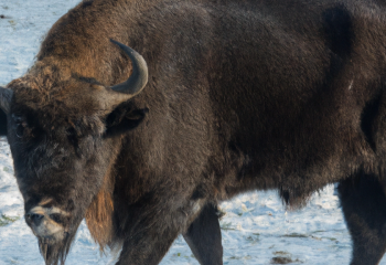 Откуда взялся зубр в Кокшетау