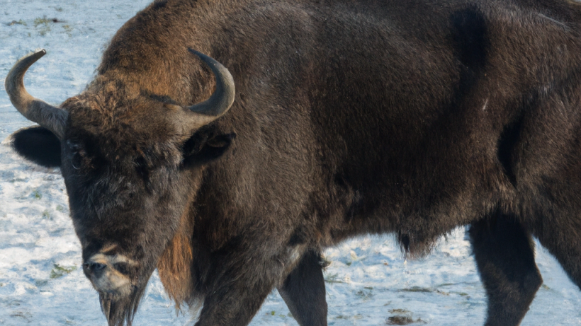  Нейросеть Dall-E 